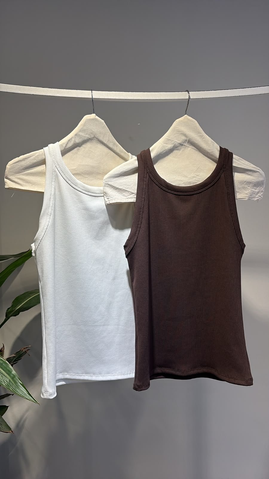 musculosa maca